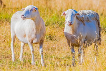Dorper sheep on the farm
