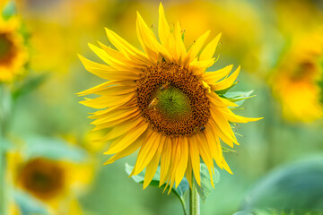 Fototapeta premium Stunning Summer Sunflowers and Honey Bees