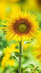 Fototapeta premium Stunning Summer Sunflowers and Honey Bees