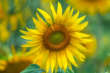 Obraz premium Stunning Summer Sunflowers and Honey Bees