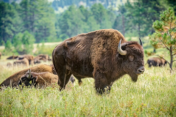 Buffalo grazing in the Black Hills of South Dakota