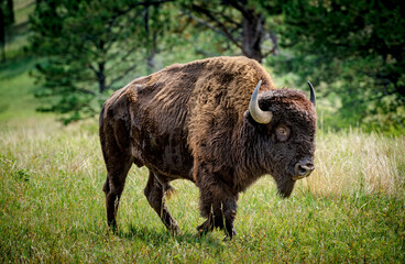 Buffalo grazing in the Black Hills of South Dakota