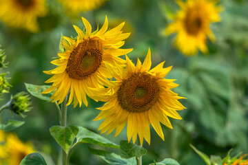 Fototapeta premium Stunning Summer Sunflowers and Honey Bees