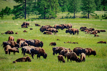 Buffalo grazing in the Black Hills of South Dakota