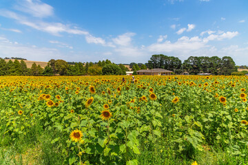 A field of Summer Sunflowers ready to be picked