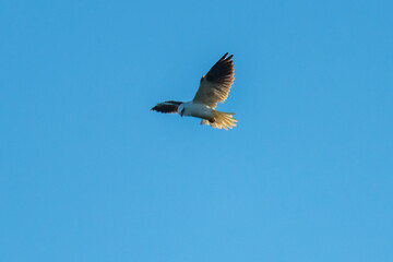Black-shouldered kite hovering in the early evening blue sky