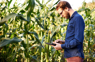 Smart, farm and man in corn field with tablet for eco resources, growth and agro management....
