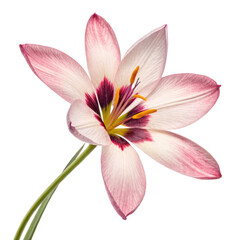 Fototapeta premium pink water lily