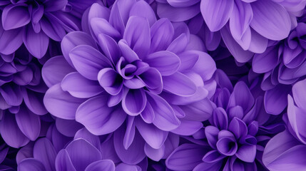 Obraz premium A close-up of vibrant purple flowers arranged beautifully, showcasing intricate petals and textures, creating a stunning floral display.