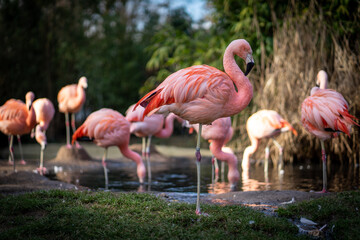 A picturesque group of pink flamingos gracefully stands near a tranquil pond, their vibrant colors enhancing the serene natural setting.