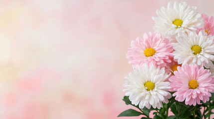 Fototapeta premium A bouquet of pink and white daisies against a soft, pastel background, creating a fresh and cheerful ambiance.