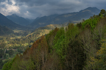 Fototapeta premium Misty alpine landscape of Cocora valley, Salento, Colombia, South America. Clouds and Subtropical Andean Cordillera in Salento, Colombia, Nevados National Natural Park