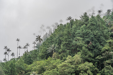 Palm Trees of Cocora Valley Clouds and Subtropical Andean Cordillera in Salento, Colombia