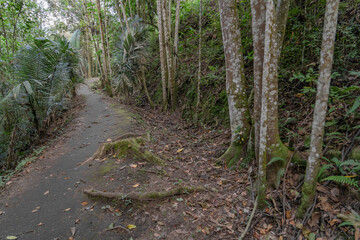 Tree-lined path in a colonial town in Colombia, surrounded by wax palms in a green and natural environment. Salento town, Quindio, Colombia.