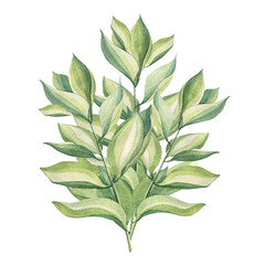 Watercolor green bouquet with leaf of flower succulent isolated on white background. Hand-drawn summer wild plant foliage. Botanical nature clipart for sticker tea wallpaper wrapping textile kitchen