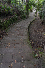 Tree-lined path in a colonial town in Colombia, surrounded by wax palms in a green and natural environment. Salento town, Quindio, Colombia.