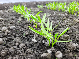 Young Water Spinach Seedlings Growing in Vegetable Field
