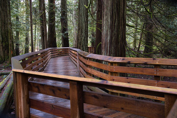 wooden bridge on forest trail in BC