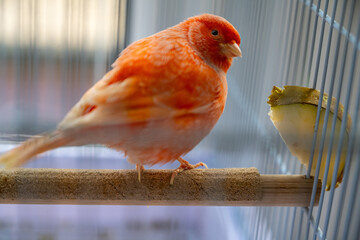 Pink red canary in a cage eating a pear fruit. Bird pets at home