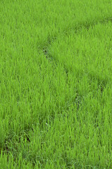 Green rice field in the countryside of Thailand, close-up.