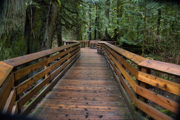 wooden bridge on forest trail in BC