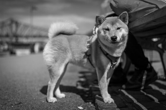A cheerful Shiba Inu dog waits patiently near a park bench, harness on, enjoying a sunny day in the city.