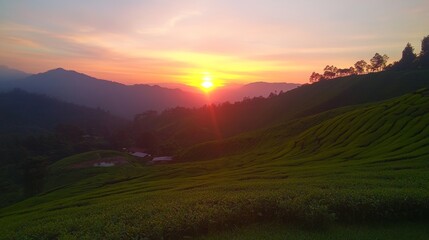 Beautiful sunrise view at Tea Plantation, Cameron Highland.  - ai