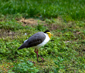 black headed gull