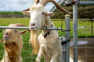 Curious goats with long horns peer from behind a farm fence, their gentle expressions reflecting a peaceful countryside scene.