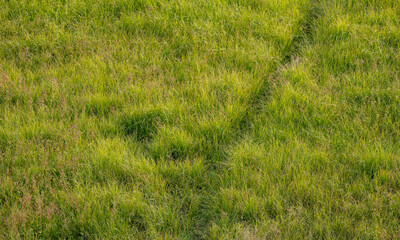 Faint Path Through Bright Green Grass In Yellowstone