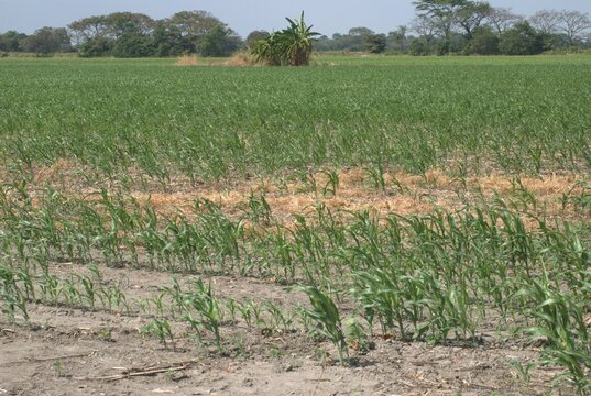 Bosques y grandes espacios en el Estado Portuguesa.
Un estado llanero que cuenta con inmensas llanuras y espacios llenos de bosques y areas para la cria del ganado.