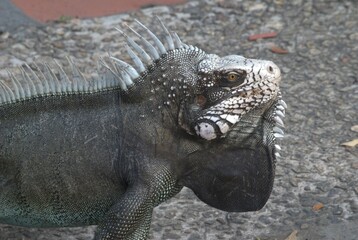 Multiples plazas en toda la inmensidad del estado con sus estatuas y frondosos arboles que refrescan el lugar y sirven para reunirse,comer y hasta de hogar a las iguanas!