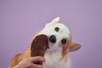 A Corgi enjoys a treat held by a hand against a purple background, showing enthusiasm. The scene...