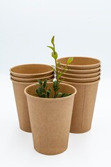 Obraz premium Disposable empty cardboard cups with a boxwood sprig on a white background