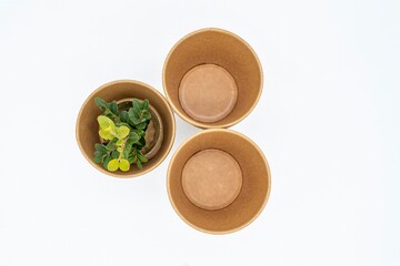 Disposable empty cardboard cups with a boxwood sprig on a white background