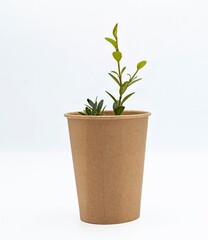 Disposable empty cardboard cups with a boxwood sprig on a white background