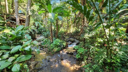 Obraz premium Serene Tropical Stream Surrounded by Lush Greenery in Nature