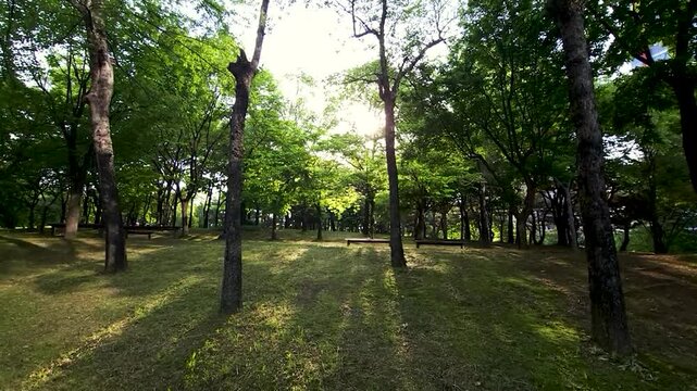 Beautiful Green trees in a city park, on a sunny day, Yeouido Park in Seoul, Korea, for a background	
