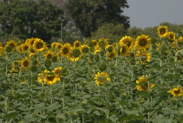 Una gran cantidad de flores,algunas cultivadas muchisimas otras engalanan los caminos creciendo silvestres.