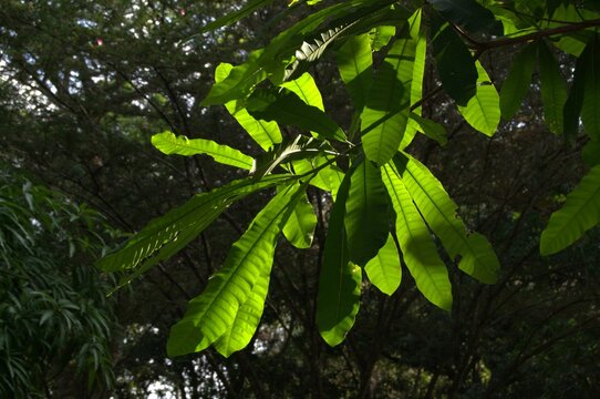 Bosques y grandes espacios en el Estado Portuguesa.
Un estado llanero que cuenta con inmensas llanuras y espacios llenos de bosques y areas para la cria del ganado.