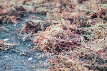 dried seaweed, close-up shot of dried seaweed by the sea	
