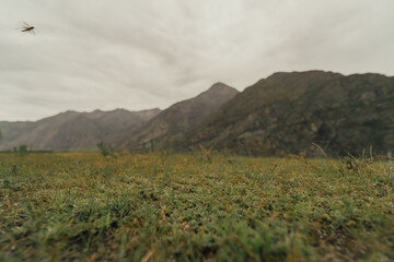 grass in the field