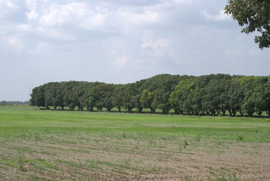 Bosques y grandes espacios en el Estado Portuguesa.
Un estado llanero que cuenta con inmensas llanuras y espacios llenos de bosques y areas para la cria del ganado.