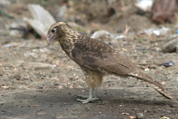 Aves en el Estado Portuguesa.
Una gran cantidad y variedad de aves en el Estado Portuguesa,entre ellos gavilanes,garzas,palomas etc.