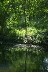 Bosques y grandes espacios en el Estado Portuguesa.
Un estado llanero que cuenta con inmensas llanuras y espacios llenos de bosques y areas para la cria del ganado.