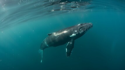 Fototapeta premium A majestic whale swimming through a sky filled