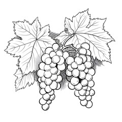 Obraz premium Line Drawing of Grapes and Vine Leaves