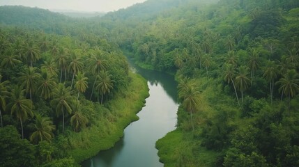Lush Green Rainforest River Aerial View Soft Lighting, Tranquil Scene
