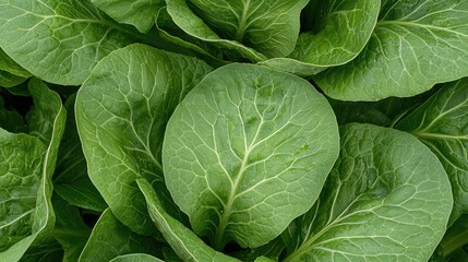 Obraz premium Lush green lettuce leaves in a garden field