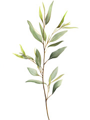 Obraz premium Eucalyptus Branch: A single eucalyptus branch with delicate, silvery-green leaves, showcasing the beauty of simple botanical details.